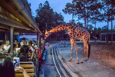 清迈夜间动物园 Savanna Safari 区近距离看动物