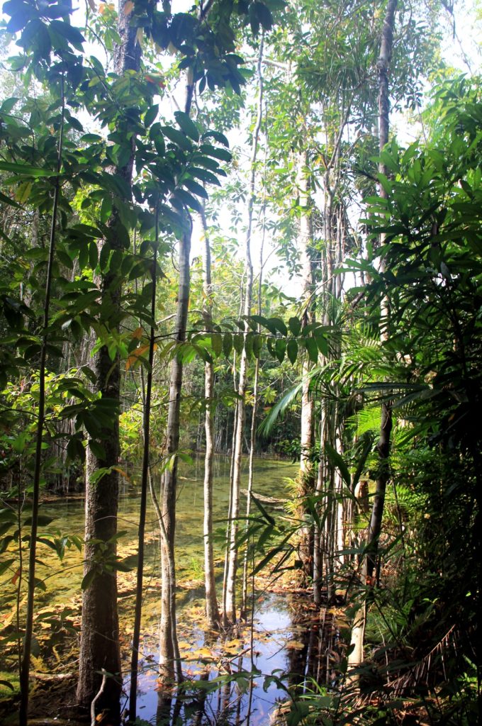 甲米翡翠池公园 Emerald Pool Park 水池区域