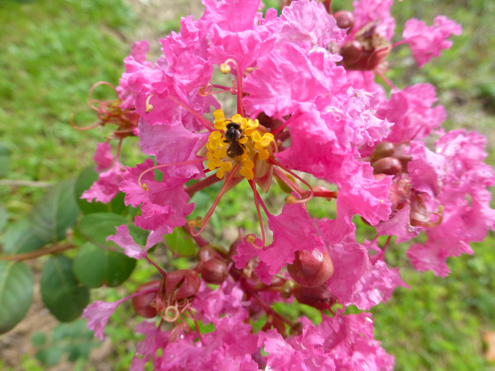 清迈湄林 Queen Sirikit Botanic Garden 植物细节