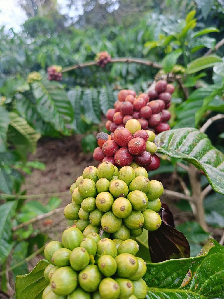 从枝头红果到杯中余味，春蓬罗布斯塔要慢慢分辨