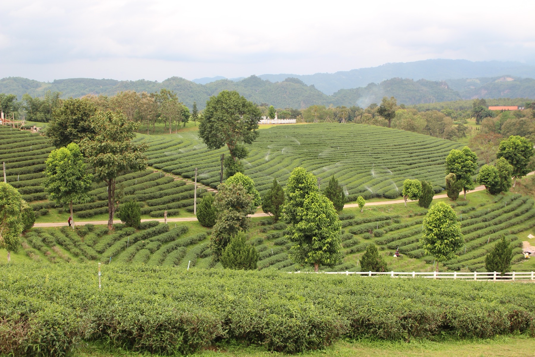 清莱翠峰茶园 Choui Fong 茶树曲线和山景