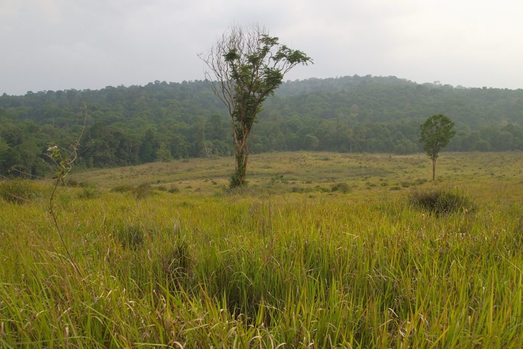 考艾国家公园 Khao Yai 热带草地和森林景观