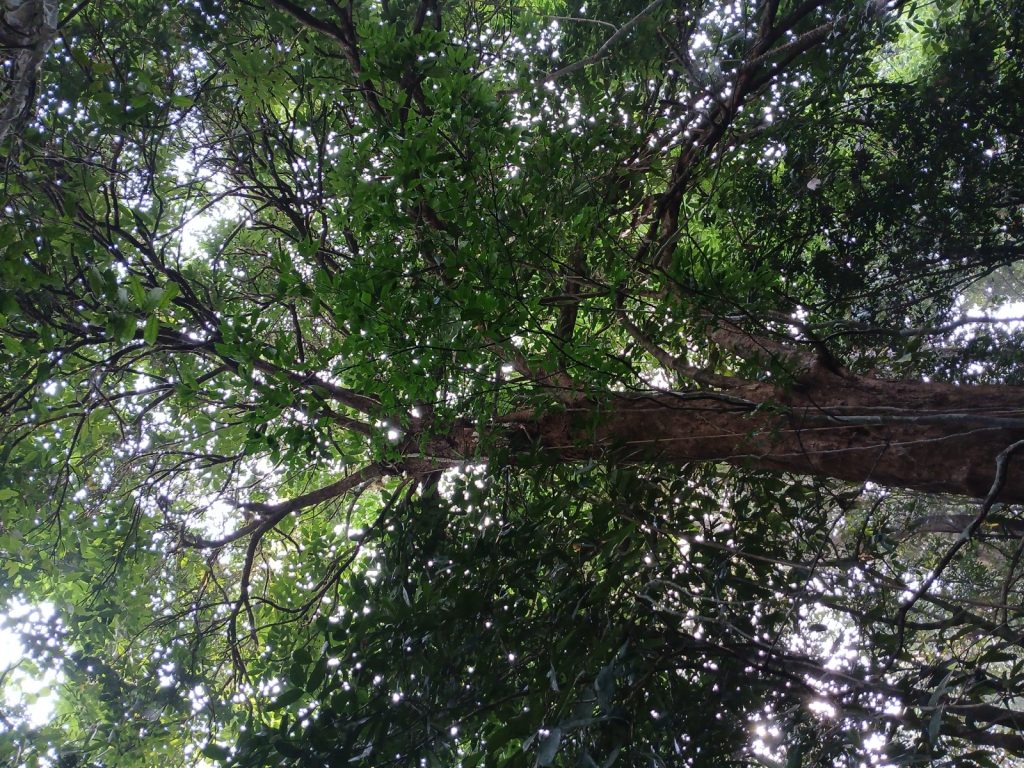 龙眼树与成熟果实