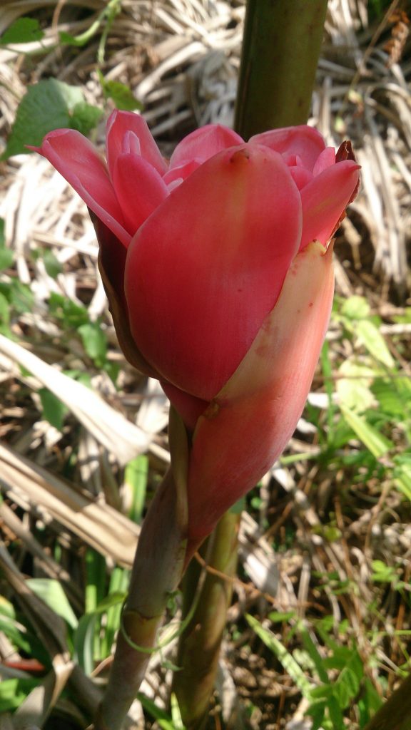粉红色火炬姜花苞从绿色叶片间伸出