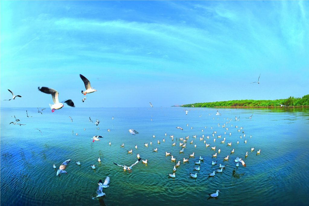 邦普海滨蓝色水面上成群海鸥漂浮飞行，右侧可见绿色红树林岸线
