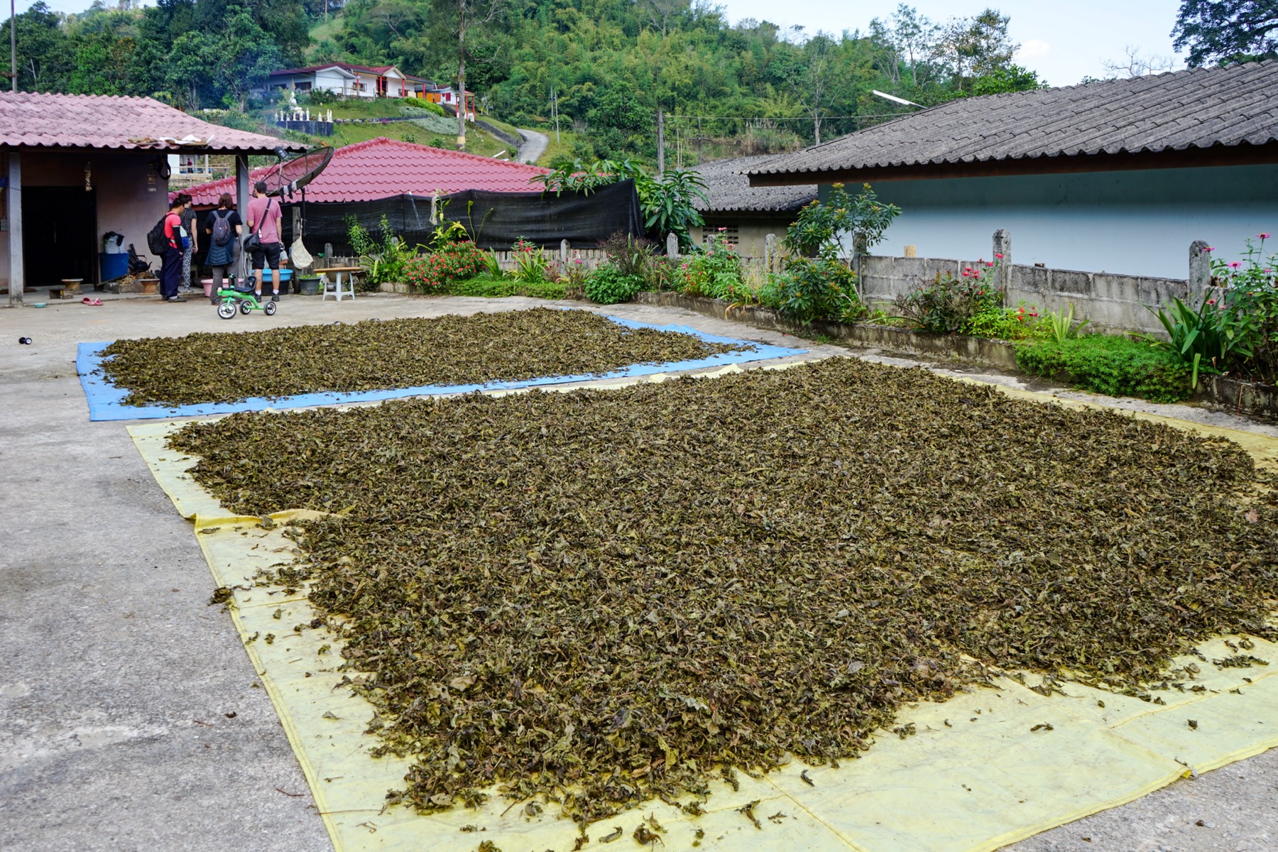 清莱茶园步道与整齐茶树行列