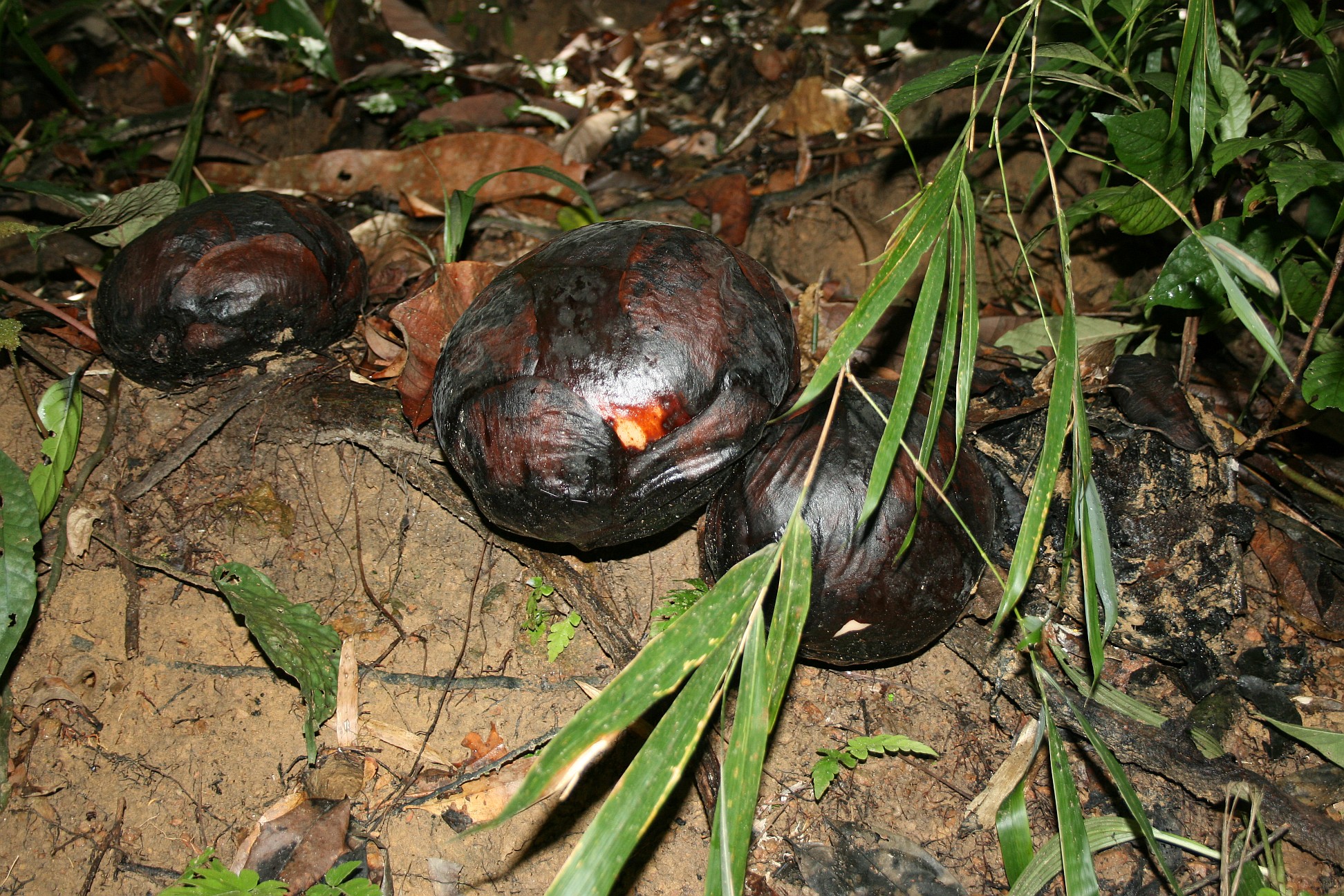 考索国家公园附近林地中的三枚深褐色 Rafflesia kerrii 花蕾，尚未开放。