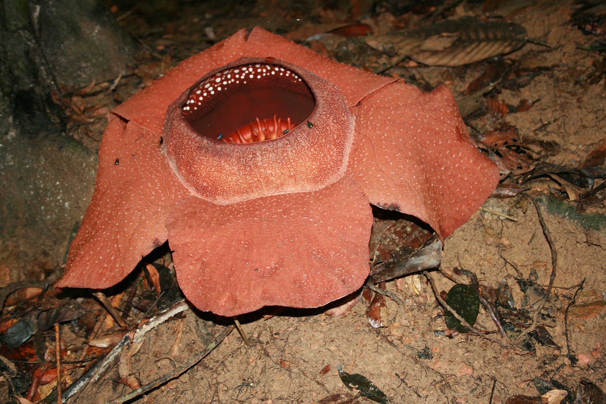 考索国家公园附近林地中盛开的 Rafflesia kerrii，五片肉质花被围着中央开口。