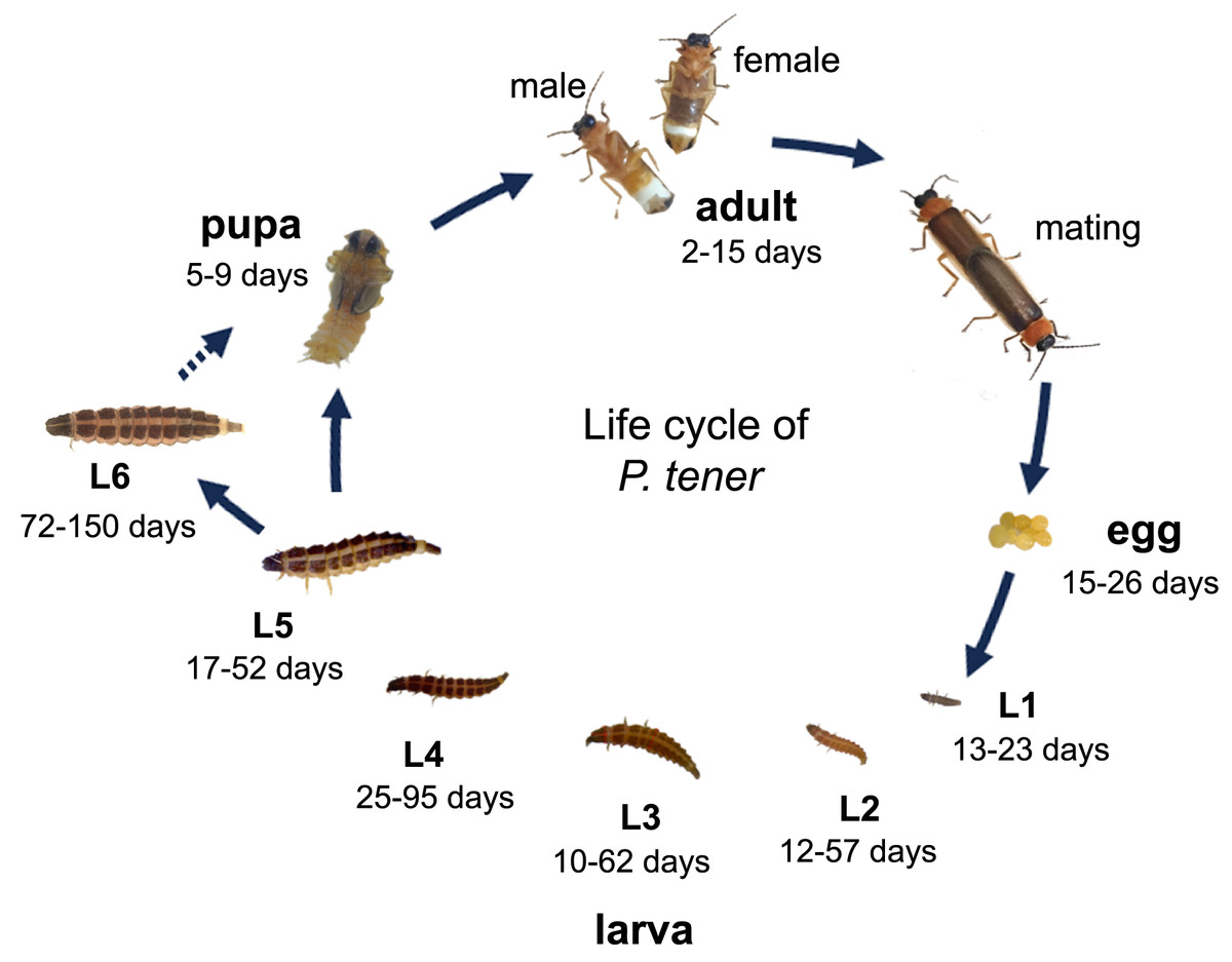 Pteroptyx tener 的卵、幼虫、蛹和成虫生命周期示意图。