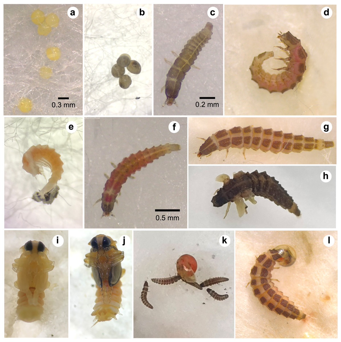 Pteroptyx tener 的卵、幼虫与蛹阶段拼图。