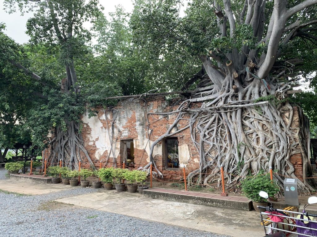 桑克拉泰寺外墙、门窗及从树干伸向地面的密集树根