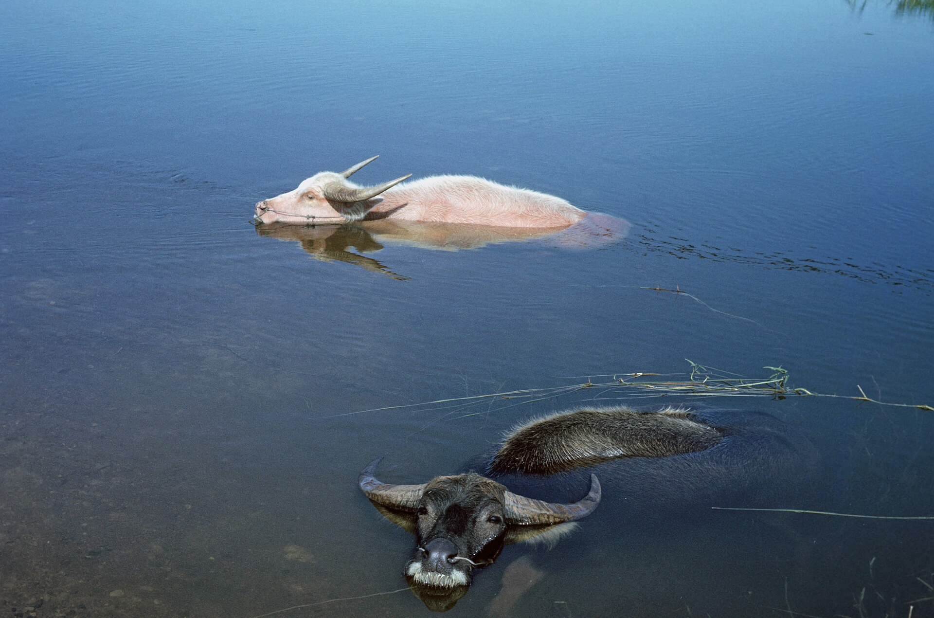 1964年泰国旧照,两头水牛浸在水中,头部和部分背部露出水面