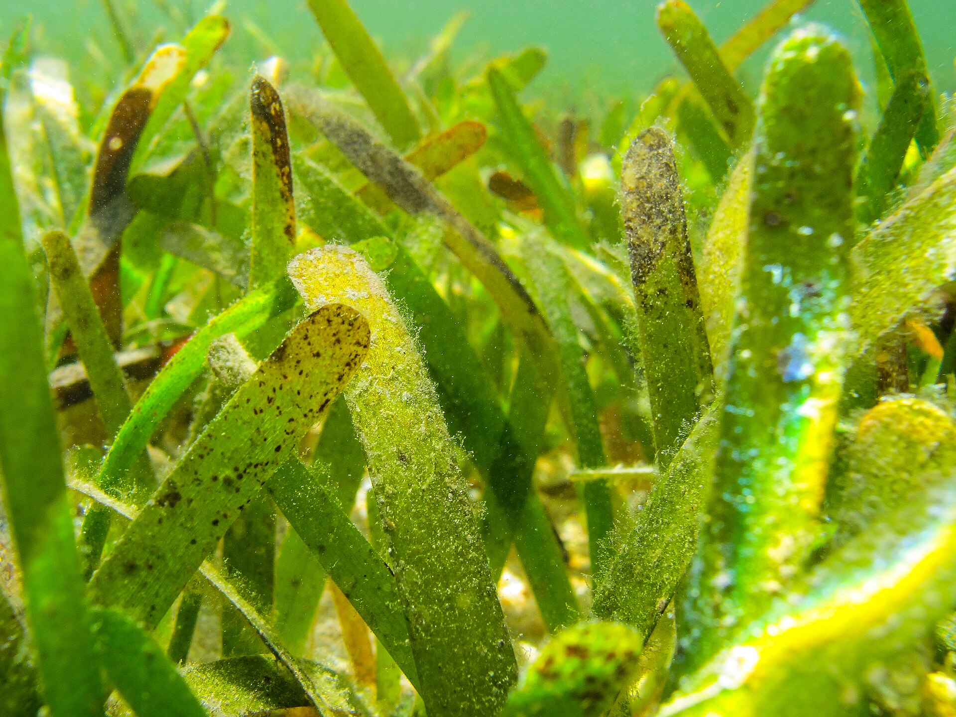 泰来草Thalassia hemprichii叶片近照,扁平绿色叶面上可见附着物,作为海草形态示例