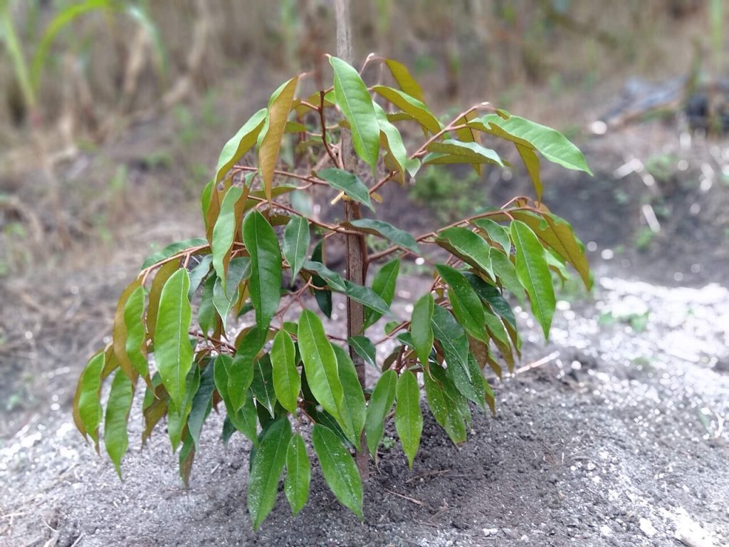 一株种在裸土地上的年轻榴莲树苗，枝条上长着绿色叶片