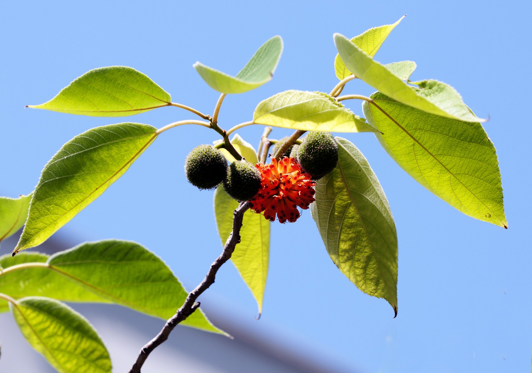 构树(Broussonetia papyrifera)的枝叶和橙红色聚合果,枝上同时可见深色球形结构。