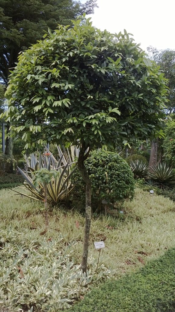 园地里一株修整成圆冠的兰杜安树全景
