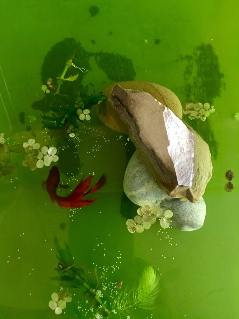 俯视浅缸，红色雄鱼在石块、浮水植物及白色点状物旁；来源作者将白点标注为卵。