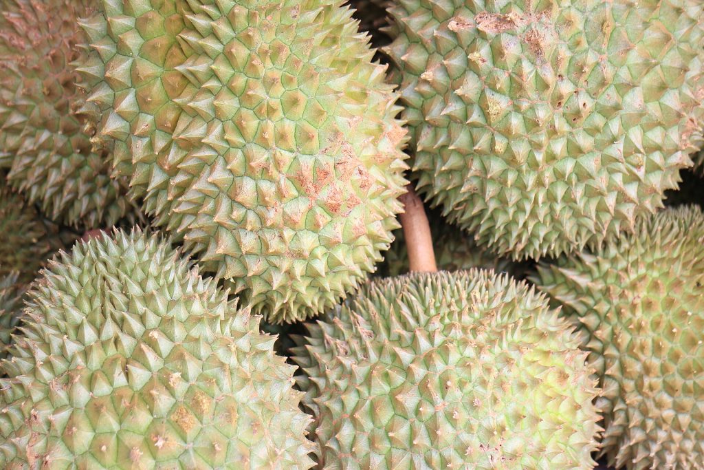 多颗完整榴莲堆放在一起，可比较圆形与椭圆形轮廓