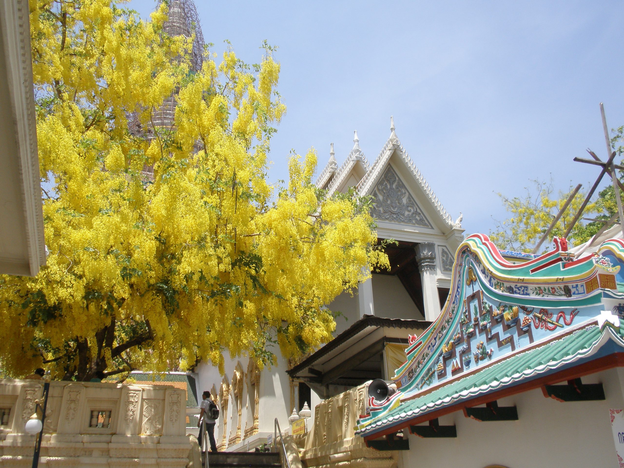 一株开满垂落黄花的Cassia fistula立在泰国寺庙建筑旁，后方可见尖塔与彩色屋脊。