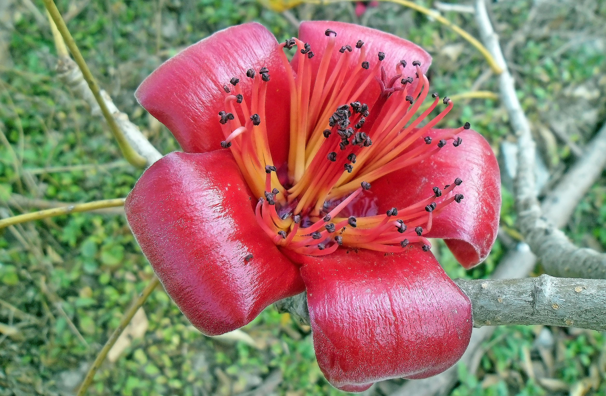 一朵木棉深红色花完整开放,五枚厚花瓣围绕红橙色雄蕊和深色花药