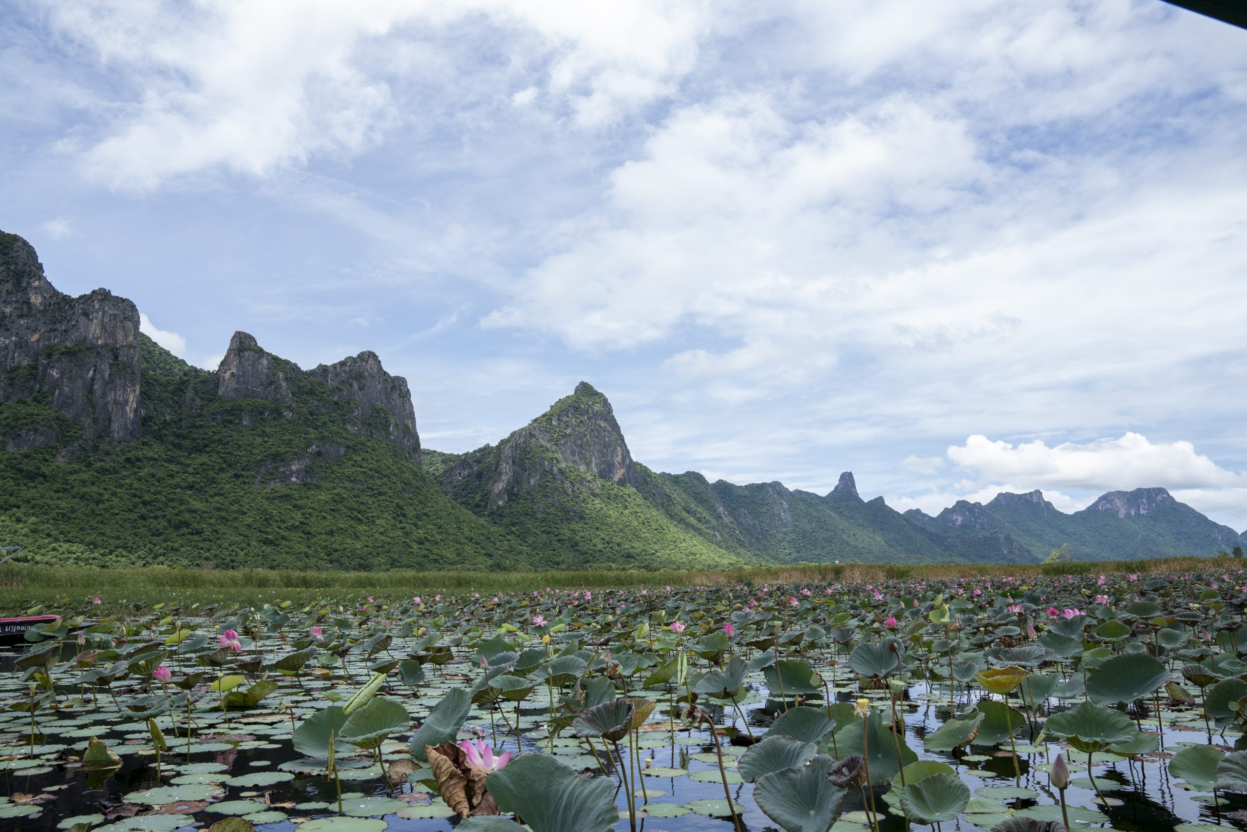 泰国巴蜀府考三百峰Bueng Bua水域的粉红花、圆形叶片、水面及后方绿山,2022年7月拍摄