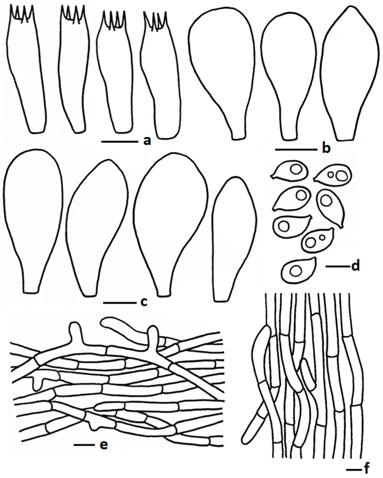 论文图5中Termitomyces griseobrunneus的显微特征