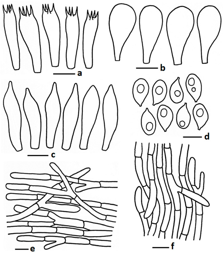 论文图8中Termitomyces salmonicolor的显微结构