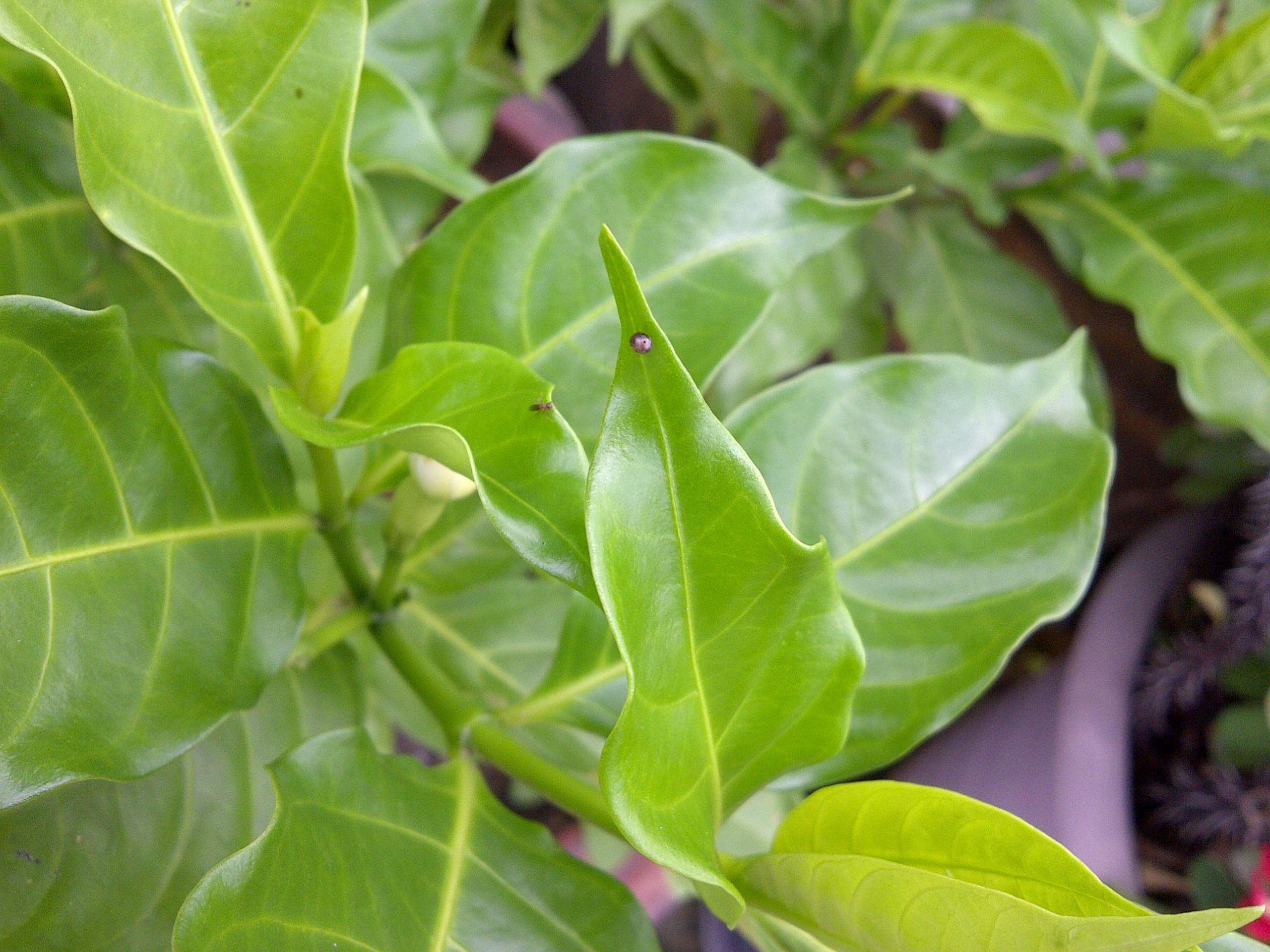 暖武里府记录的一枚夹竹桃天蛾卵位于 Tabernaemontana 属植物的叶尖附近。