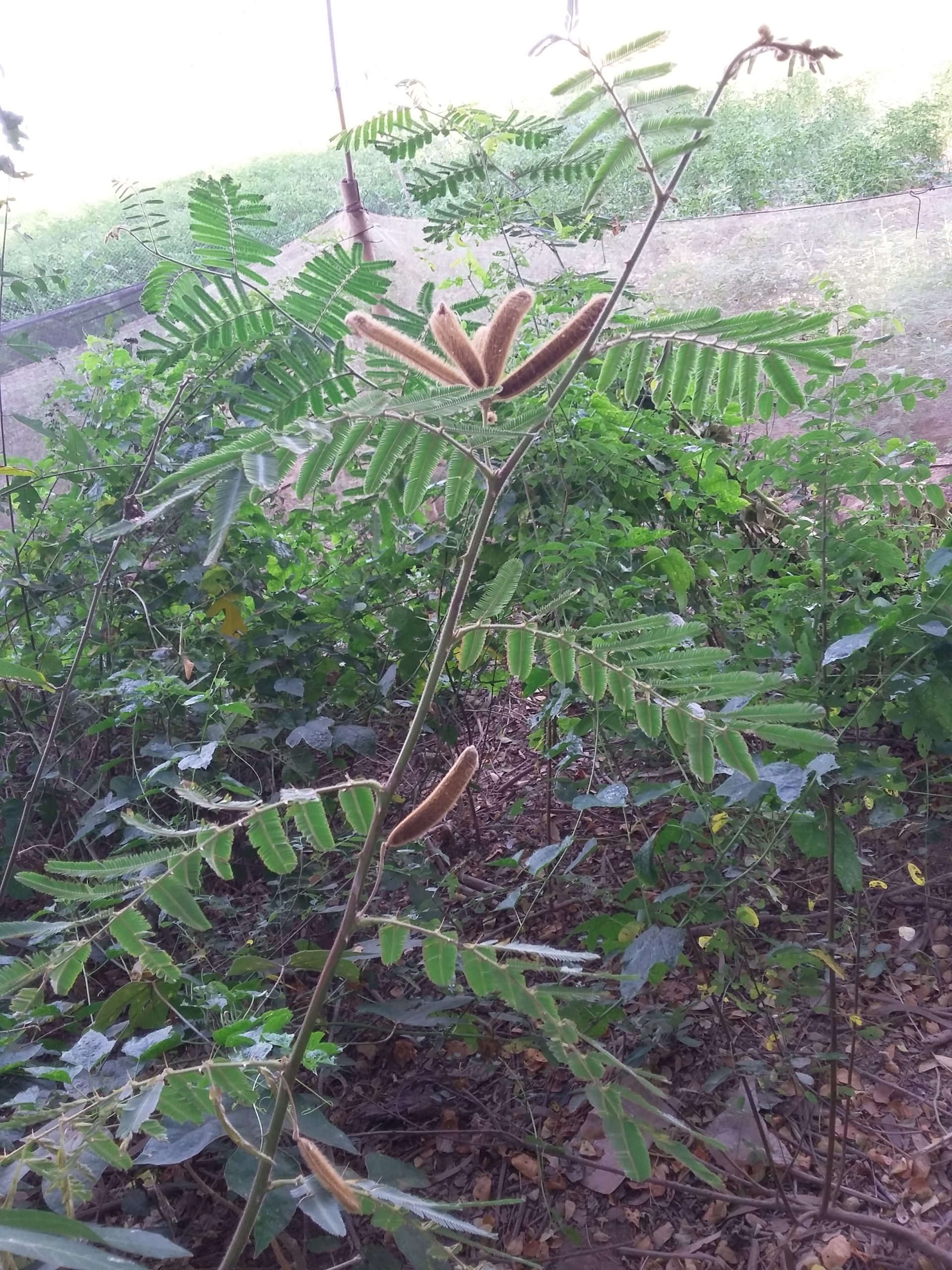 细直枝条上有成对的小叶及褐色有毛长荚果,后方可见混凝土边;Commons未提供拍摄地点。