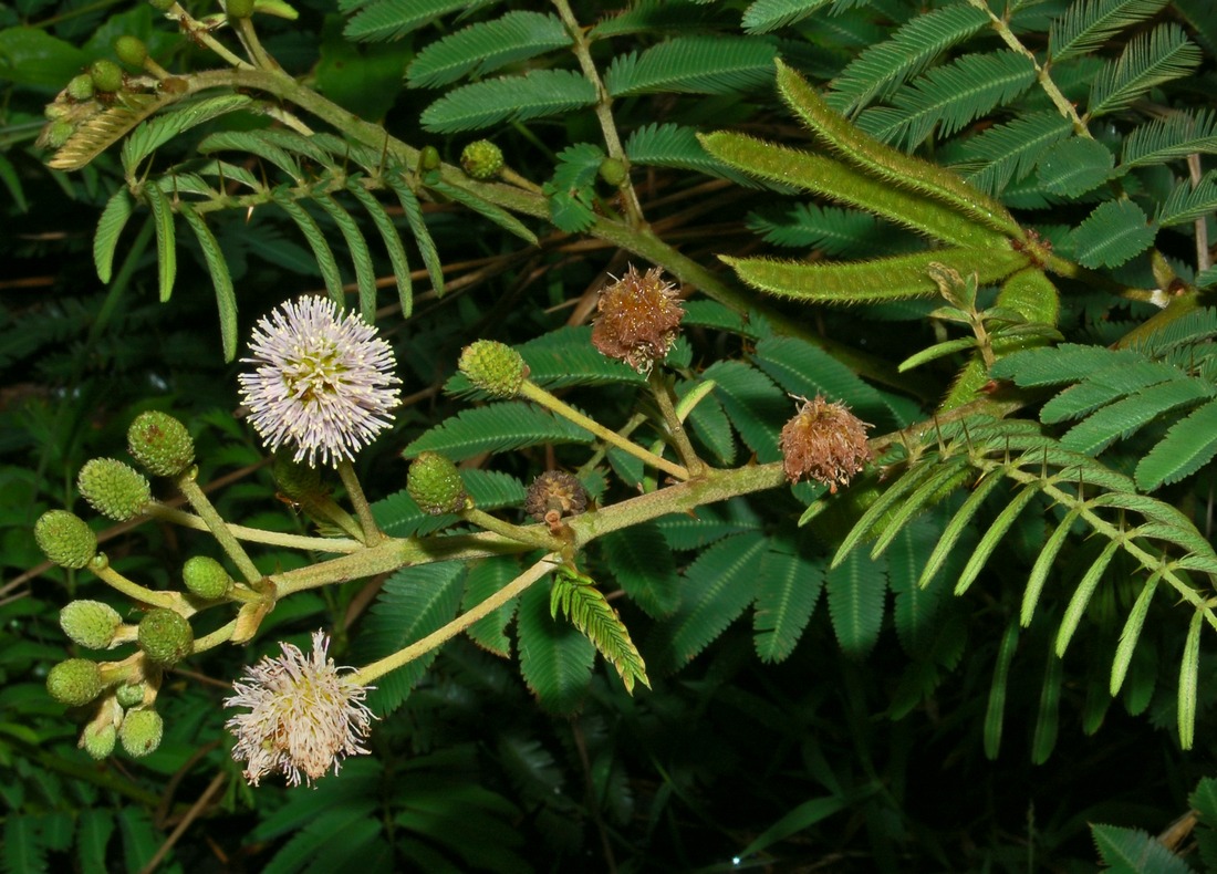 绿色复叶间有浅色球形花序、花蕾和绿色有毛荚果,拍于印度尼西亚茂物。