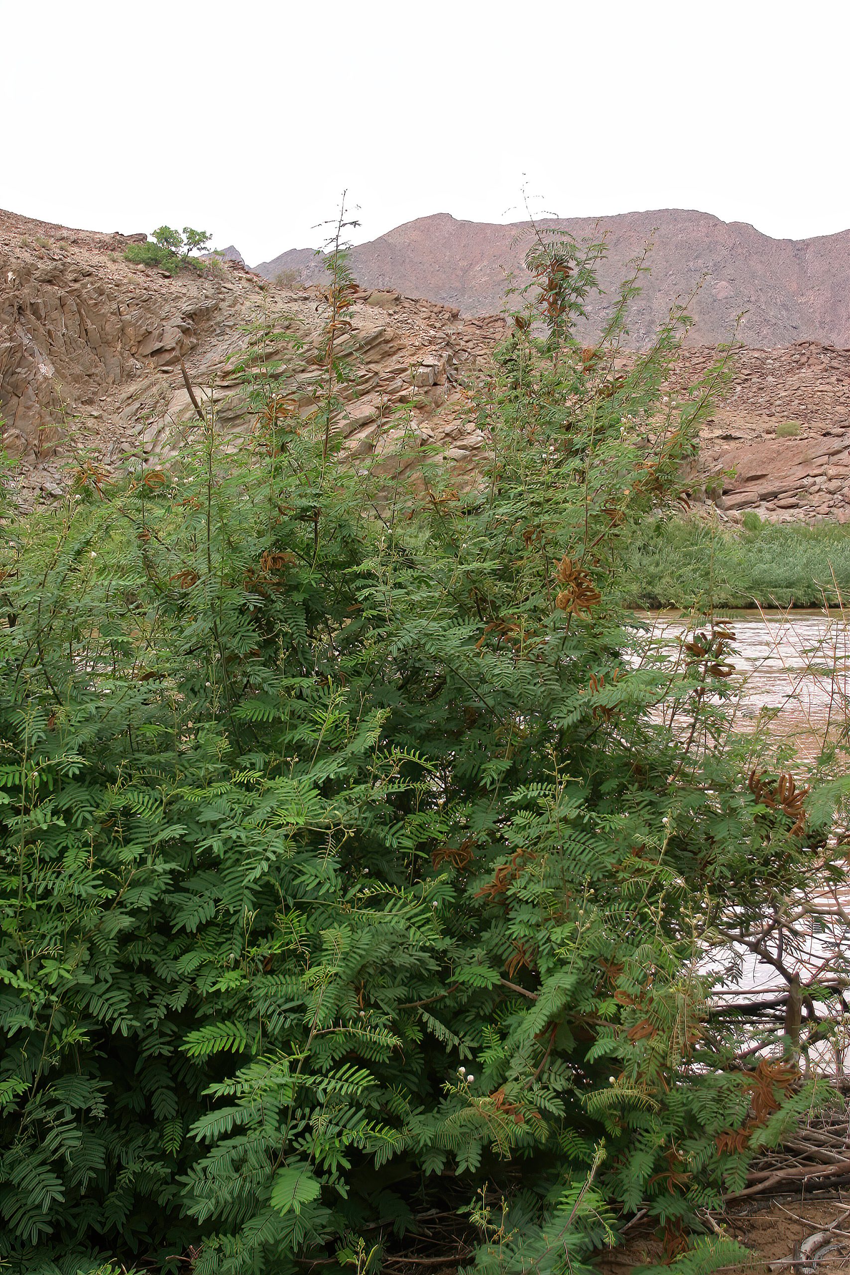 成丛植株带复叶与褐色荚果,右侧有水面,后方为岩石山地;记录地点为纳米比亚Kunene River河岸。
