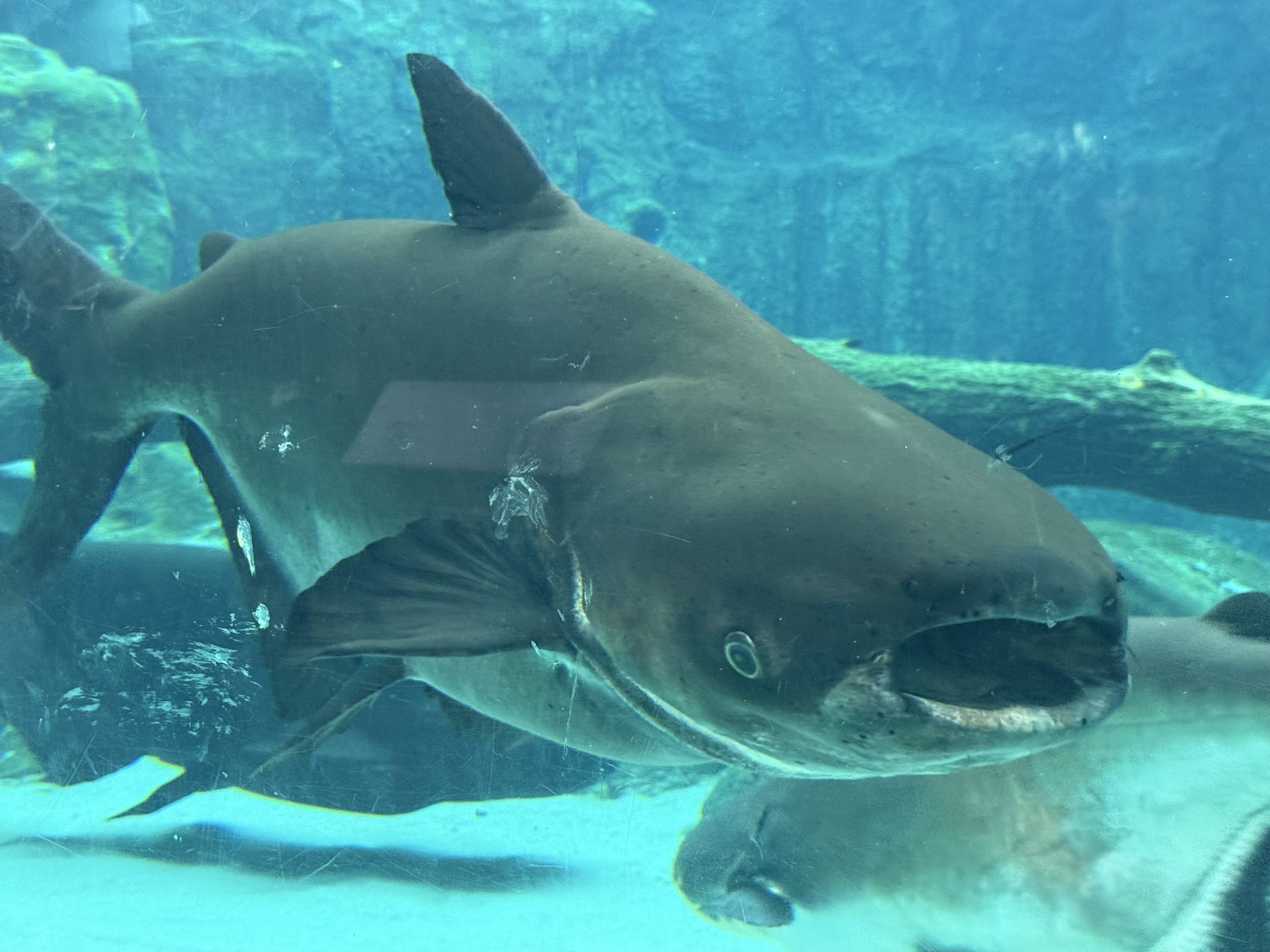 水族馆蓝绿色水体中,灰色巨鲶近侧面朝右,头部和胸鳍清楚,背景还有其他鱼。