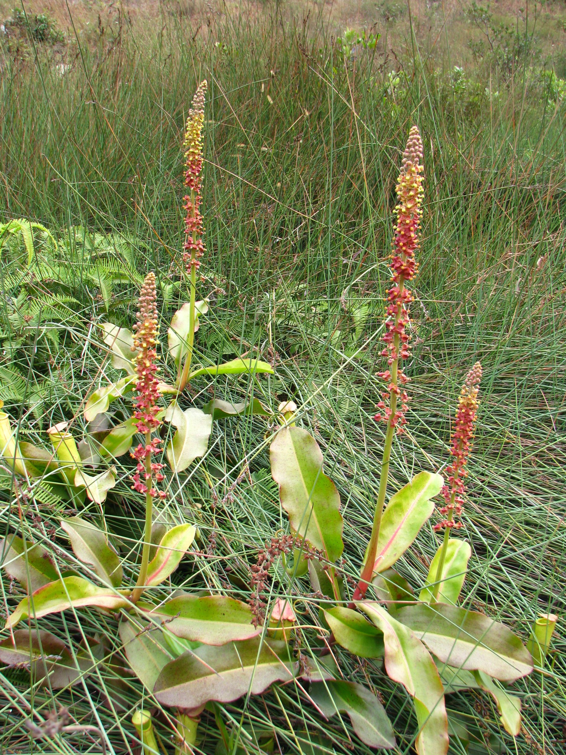 Nepenthes mirabilis 的多条直立花序与基部叶丛。
