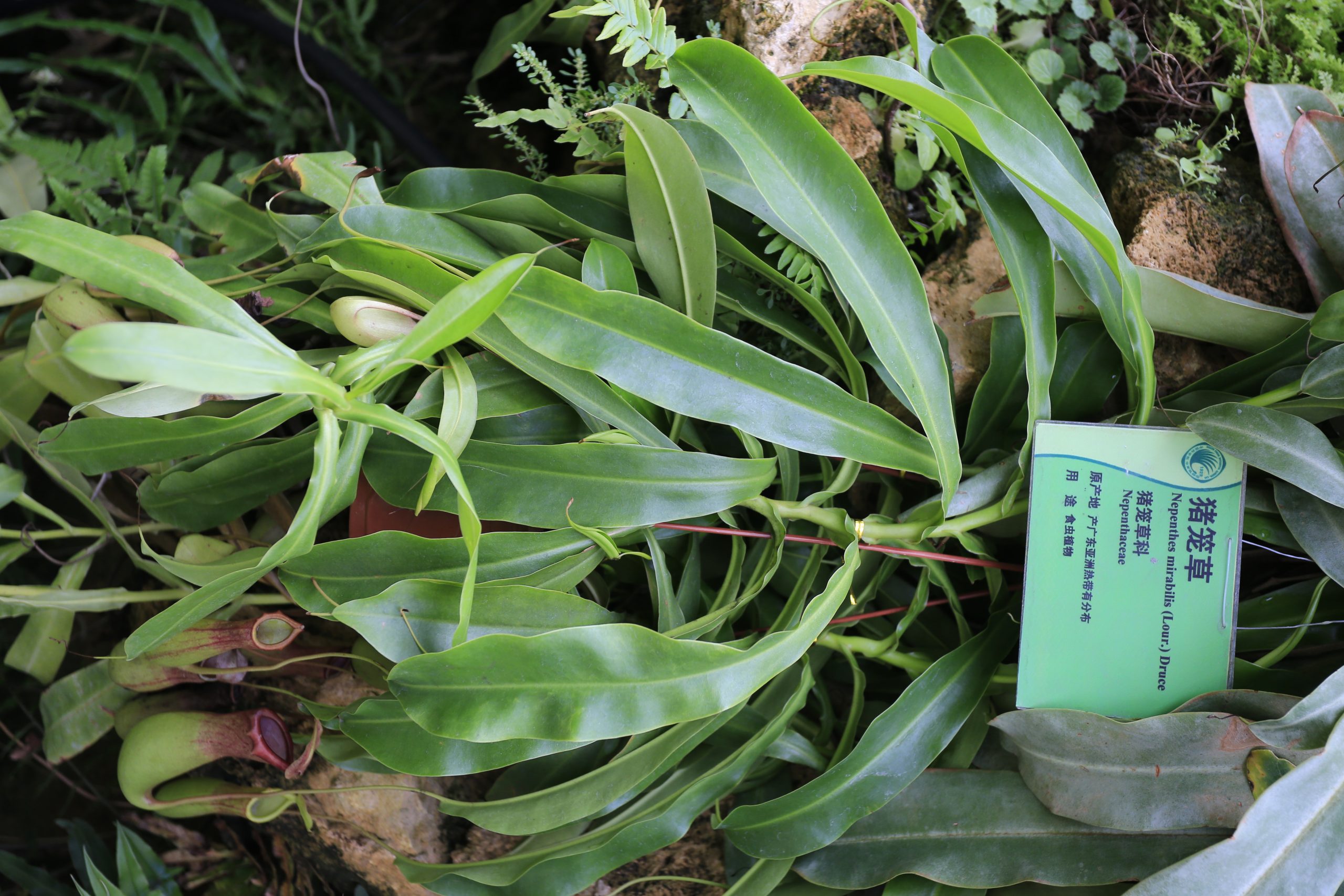 广州华南植物园栽培的 Nepenthes mirabilis 整株,叶片末端可见多个捕虫笼。