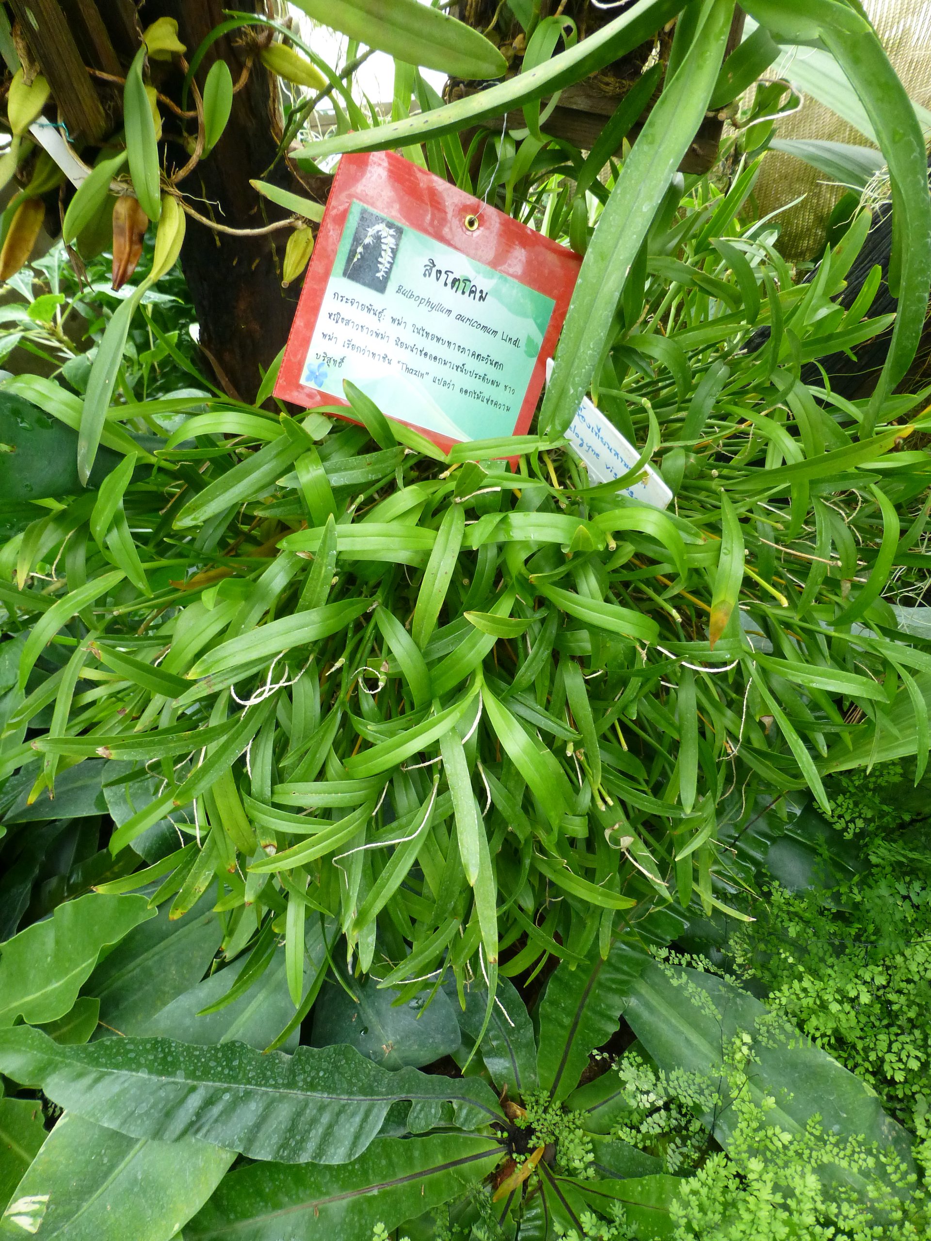 诗丽吉王后植物园兰花叶片间的Bulbophyllum auricomum名牌