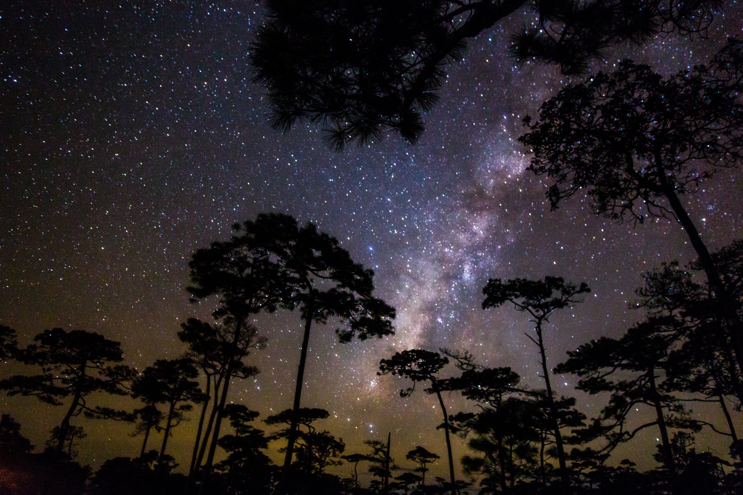 松枝围住星空,原照片用30秒曝光记录。