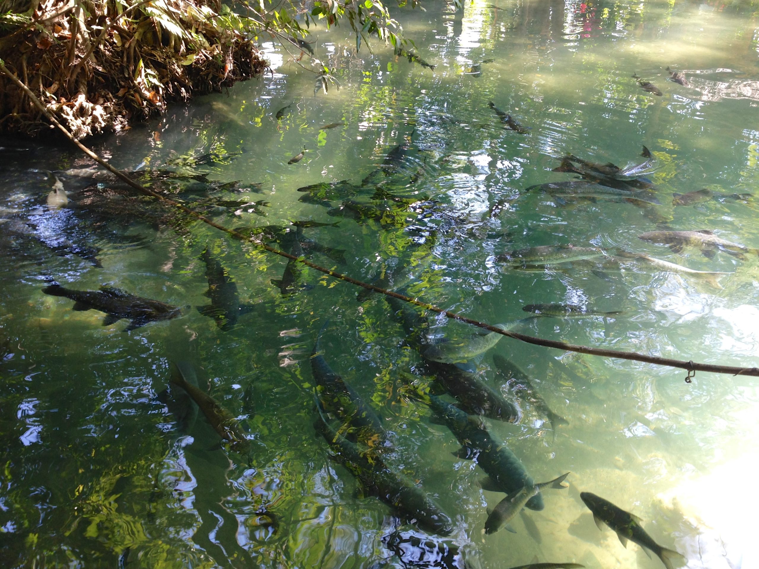 泰国夜丰颂Tham Pla鱼洞外侧水池的鱼群、绿色水面、岸根及横过前景的枝条，2014年2月