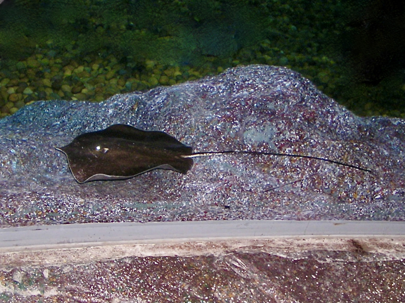 水族展示缸的砂砾底上,一条深褐色淡水巨魟平卧,宽扁的体盘与向右延伸的细长尾清晰可见。