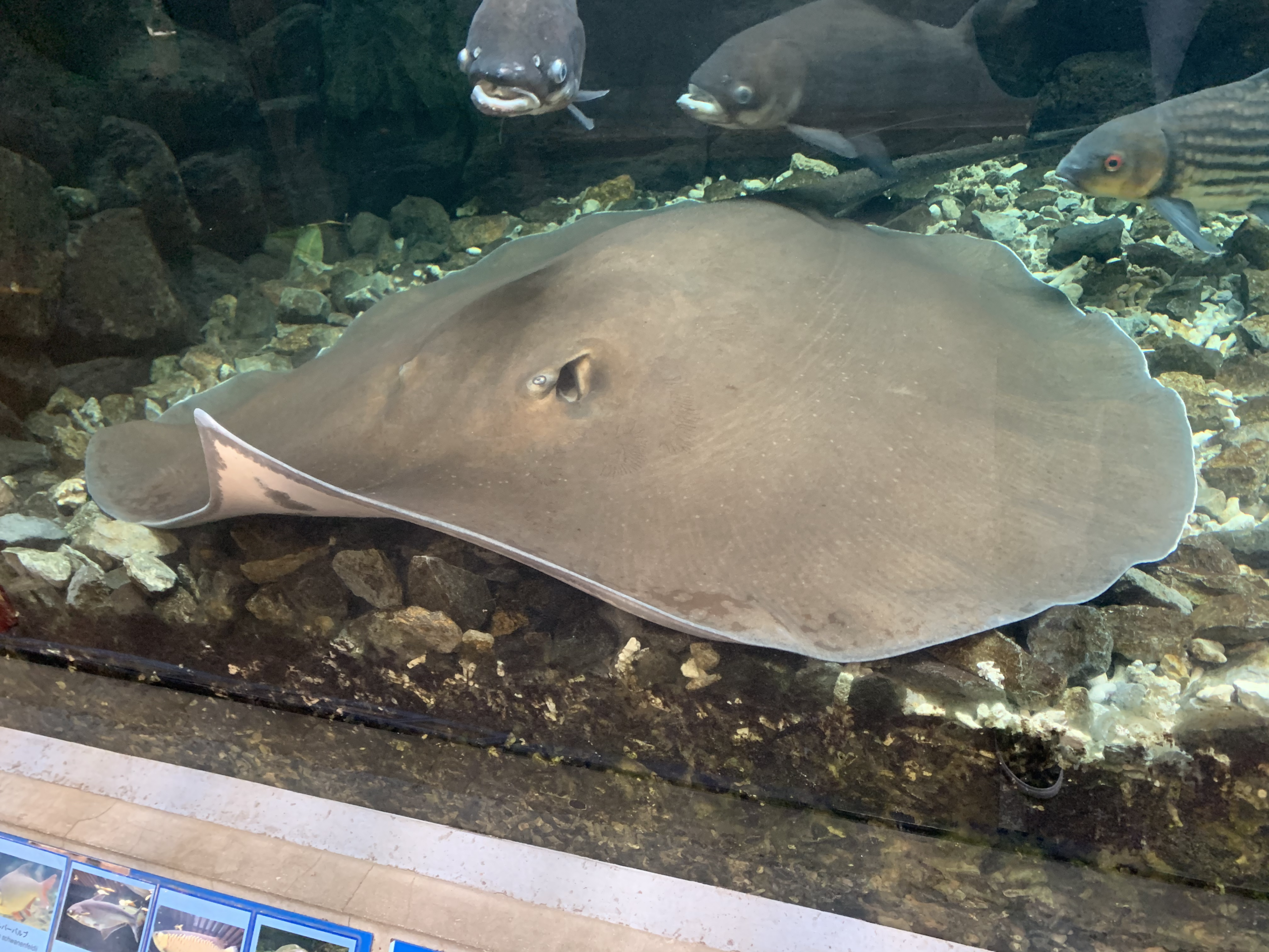 水族展示缸内,一条大型淡水巨魟的褐色背面体盘占据前景,后方有其他鱼类和砾石底。