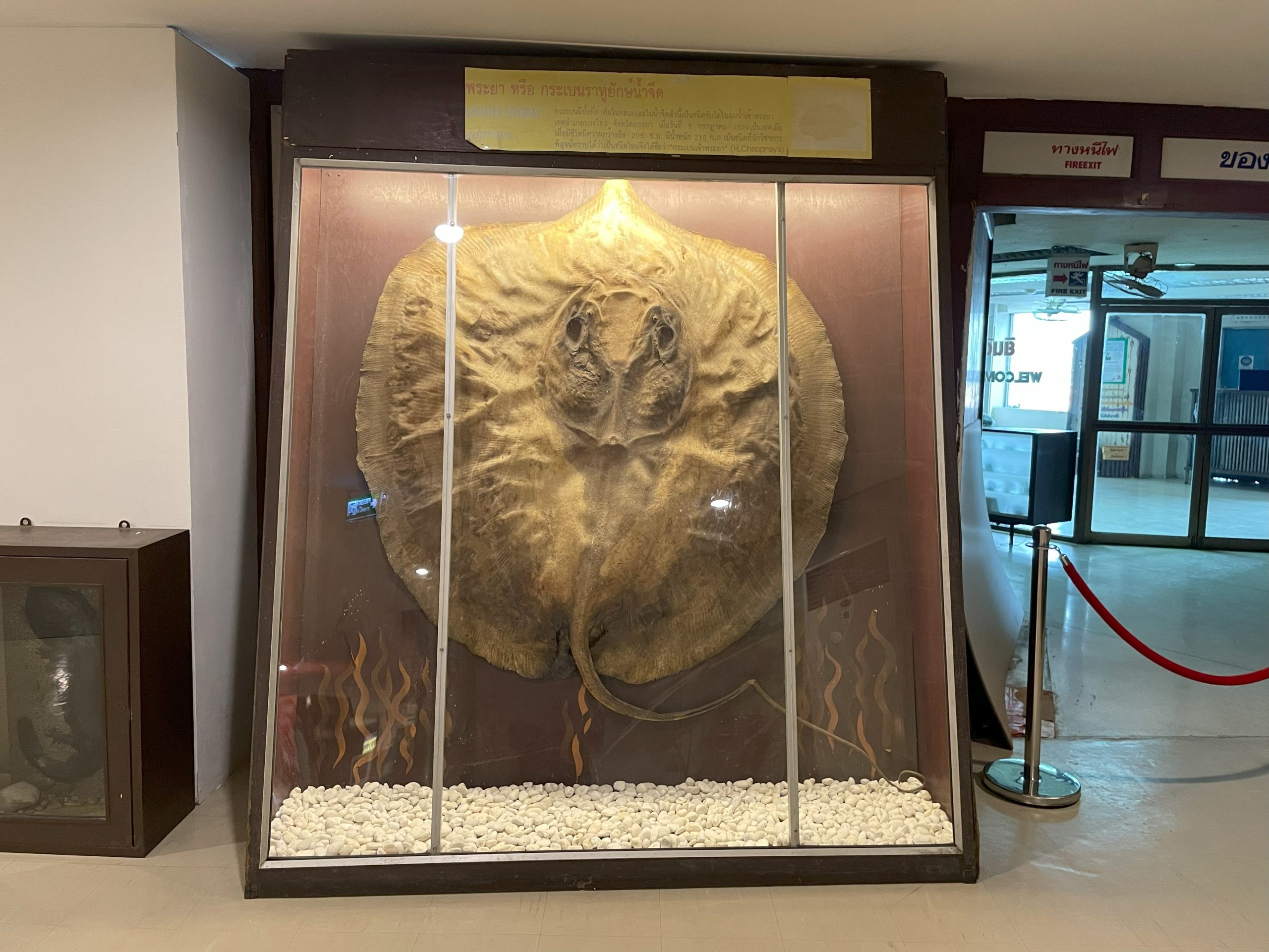 玻璃陈列柜内,一具淡水巨魟剥制标本从腹面朝向镜头展示,尾部向下弯曲。